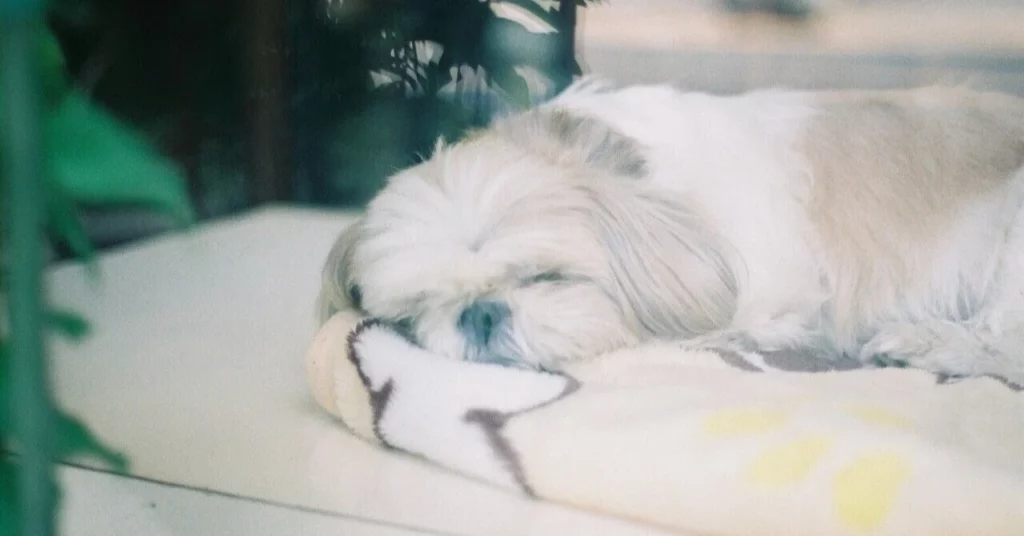 「小さな家族、犬と暮らす〜好奇心旺盛な君のために〜」建築家がつくる間取りを紹介