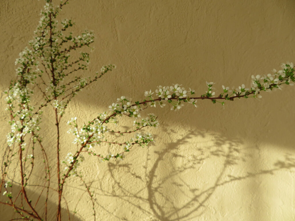 【事例付き】漆喰と珪藻土の違いとは？それぞれの特徴と後悔しないための選び方を解説