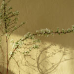 【事例付き】漆喰と珪藻土の違いとは？それぞれの特徴と後悔しないための選び方を解説